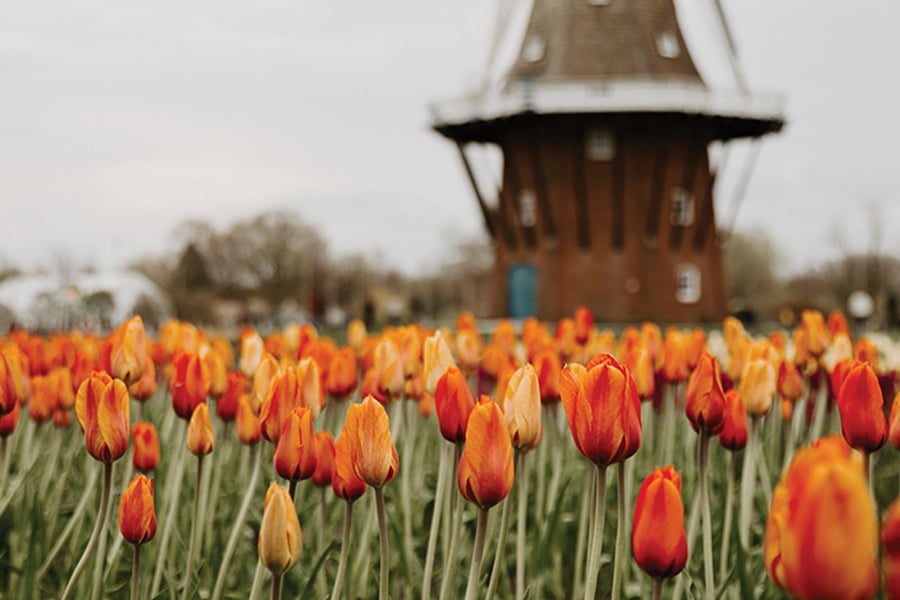 Tulips in Holland Michigan USA