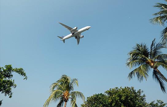 Airplane Ascending over Palm Trees