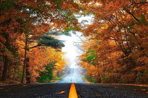Road through Autumn Trees