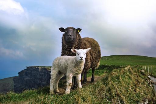 Sheep on the Cliffs of Moher in Ireland