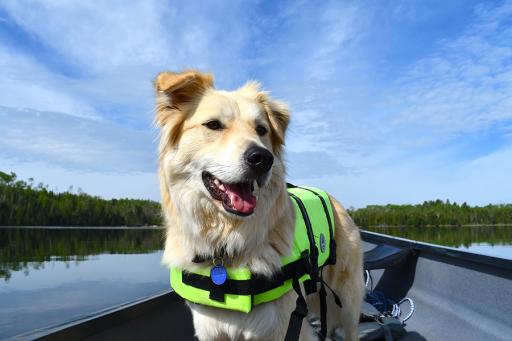 Dog in a Boat on a Lake
