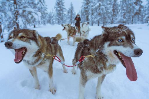Sled Dogs in Alaska