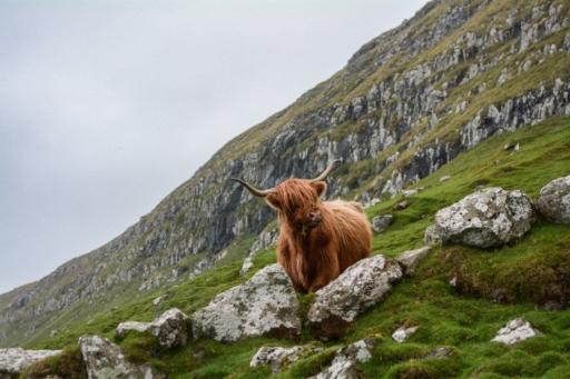 Cow on a cliff in Ireland