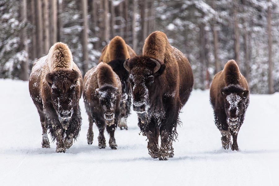 Bison Herd in Yellowstone